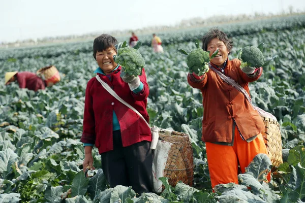 Bauern Zeigen Frisch Geernteten Brokkoli Auf Einem Feld Kreis Xiangshui — Stockfoto