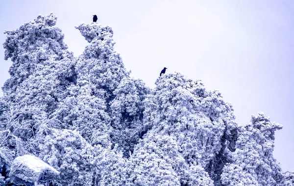 Landschap Van Rime Bedekt Groen Een Wolk Zee Mount Een — Stockfoto