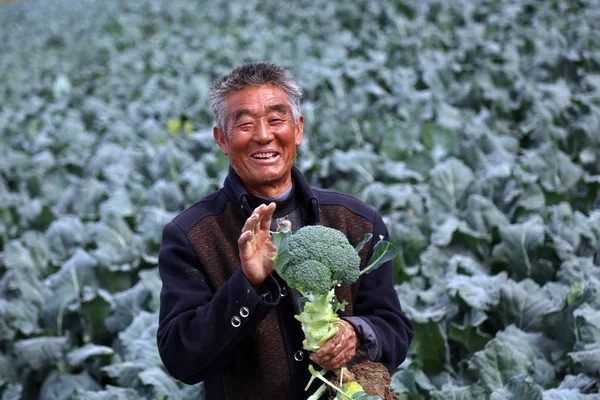 Een Boer Toont Nieuw Geoogste Broccoli Een Veld Xiangshui County — Stockfoto