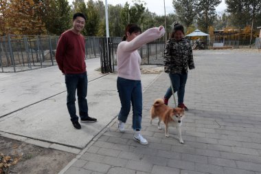 The pet dog Dengdeng, a male shiba inu, to be auctioned by Chaoyang District People's Court after its owner lost a lawsuit brought by a boarding kennel for nonpayment of fees is pictured in Beijing, China, 28 October 2018 clipart