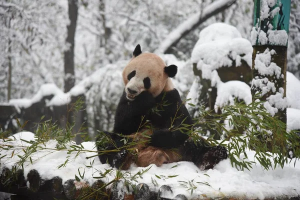Pandy Velké Chengjiu Shuanghao Hrát Sebou Sněhu Hangzhou Zoo Města — Stock fotografie