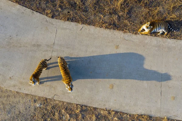 Aerial View Siberian Tigers Basking Sun Reserve Harbin City Northeast — Stock Photo, Image