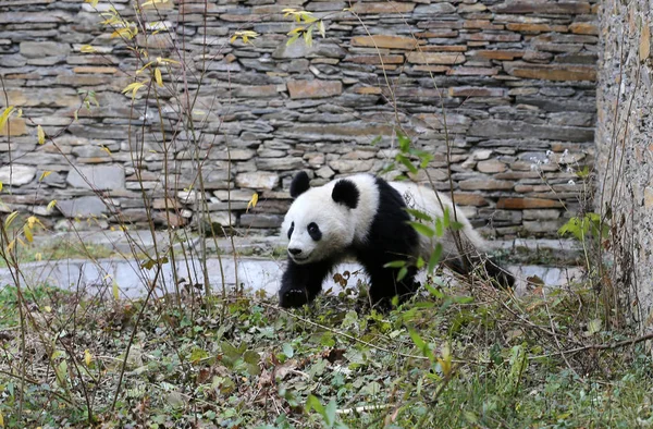 Egyik Osztrák Születésű Panda Ikrek Feng Tilalom Vándorol Ház Után — Stock Fotó