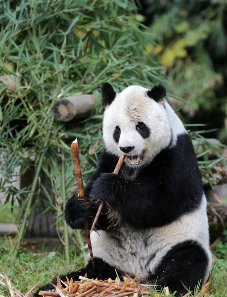 Senior Giant Panda Gao Gao Who Finished His Years Sojourn — Stock Photo, Image