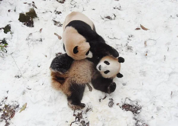 Reuzepanda Chengjiu Shuanghao Spelen Met Elkaar Sneeuw Dierentuin Van Hangzhou — Stockfoto