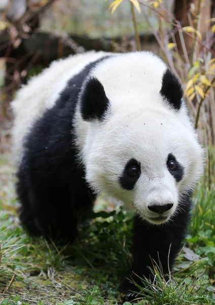 One Austrian Born Panda Twins Feng Ban Wanders Its Enclosure — Stock Photo, Image