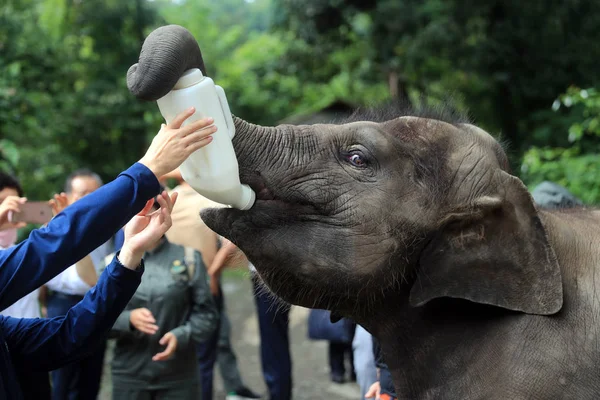 Yangniu Éléphant Asie Ans Boit Lait Yunnan Asian Elephant Breeding — Photo