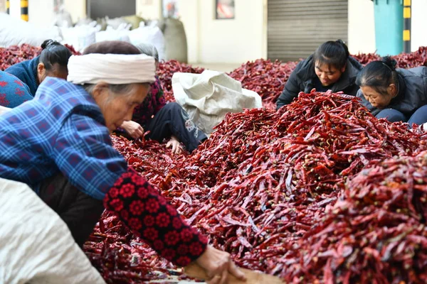 Рабочие Заняты Упаковкой Перца Чили Городе Зуньи Провинция Гуйчжоу Ноября — стоковое фото