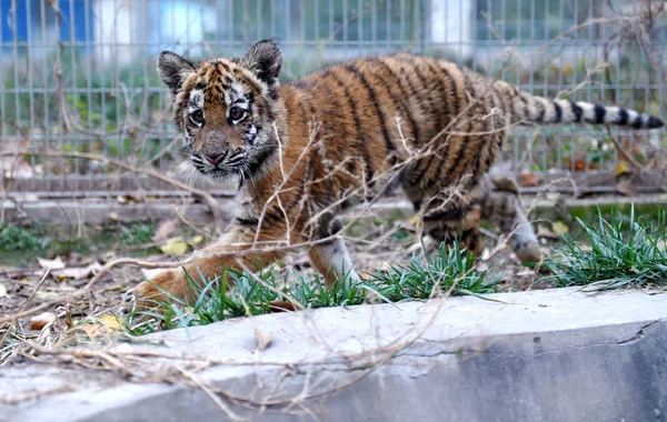 Ένα Cub Τίγρη Της Νότιας Κίνας Έχει Δει Μια Βάση — Φωτογραφία Αρχείου