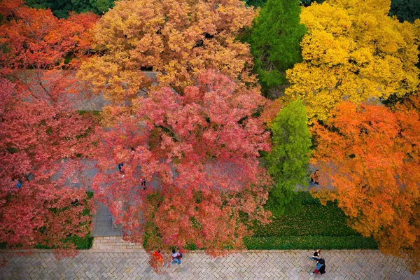 Uma Vista Aérea Das Folhas Outono Coloridas Ming Xiaoling Mausoléu — Fotografia de Stock