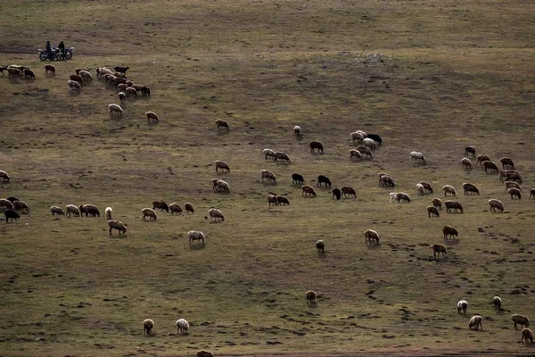 Een Herdsman Grijpt Een Kudde Vee Schapen Van Zomer Weiden — Stockfoto