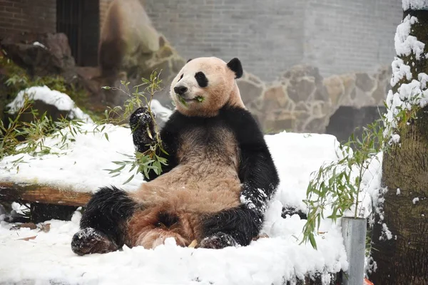 2月9日 在中国东部浙江省杭州市杭州动物园 大熊猫程九和双浩在雪中玩耍 — 图库照片