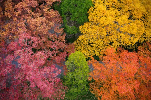 Vue Aérienne Des Feuilles Automne Colorées Mausolée Ming Xiaoling Dans — Photo