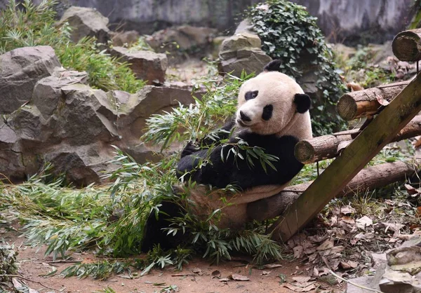 Hangzhou City Doğu Çin Zhejiang Eyaleti Kasım 2018 Hangzhou Hayvanat — Stok fotoğraf