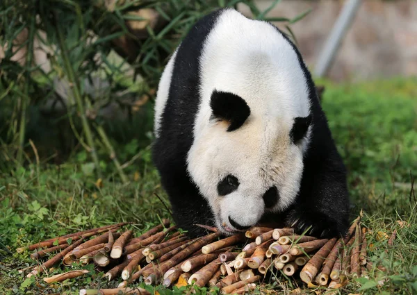 Senior giant panda Gao Gao, who finished his 15 years of sojourn at the San Diego Zoo in the United States, eats bamboos at the Dujiangyan base of the China Conservation and Research Center for Giant Panda in Dujiangyan city, southwest China\'s Sichua