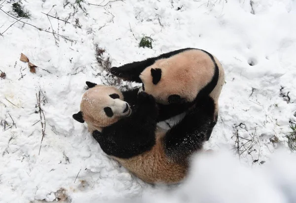Pandy Velké Chengjiu Shuanghao Hrát Sebou Sněhu Hangzhou Zoo Města — Stock fotografie