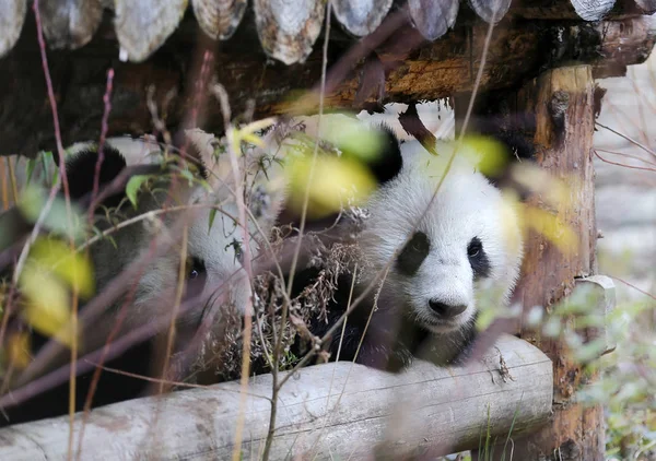 Ένα Από Δίδυμα Αυστριακός Γεννημένο Panda Φενγκ Και Απαγόρευση Περιπλανιέται — Φωτογραφία Αρχείου