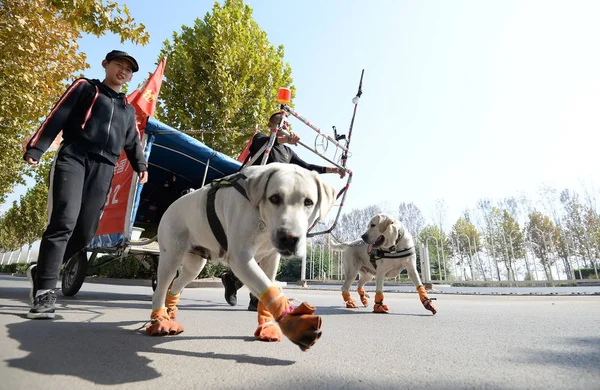 Китаец Цуй Минвэй Дочь Две Собаки Лабрадора Едут Поход Самодельном — стоковое фото
