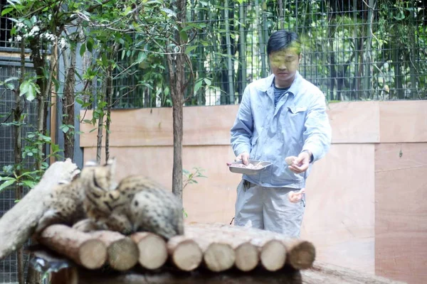Een Keeper Voedt Serval Triplet Cubs Shanghai Zoo Shanghai China — Stockfoto