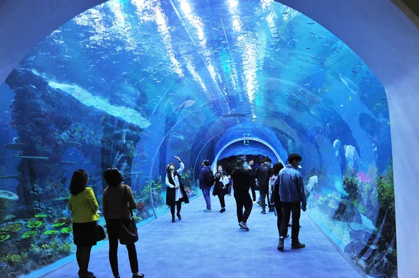 Toeristen Bezoeken Haichang Ocean Park Tijdens Proef Werking Shanghai China — Stockfoto