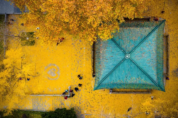 黄金のイチョウの葉 2018 日中国東部の江蘇省南京市玄武湖風景区に敷地をカバー — ストック写真