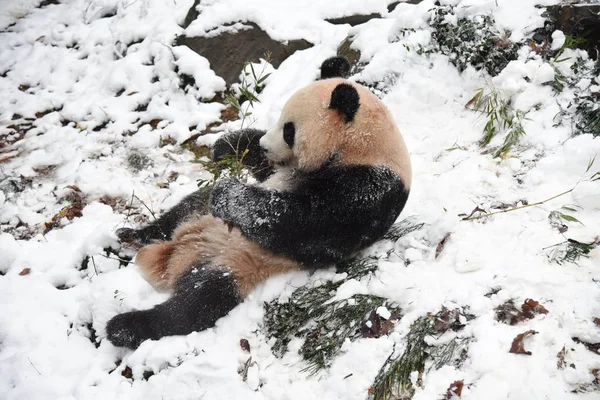 2月9日 在中国东部浙江省杭州市杭州动物园 大熊猫程九和双浩在雪中玩耍 — 图库照片