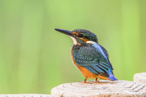 Ledňáček Vidět Yizhuang Park Pekingu Čína — Stock fotografie