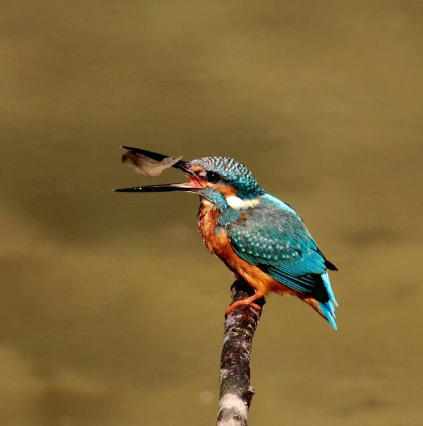Een Ijsvogel Gezien Eten Van Vis Een Tak Lotus Vijver — Stockfoto