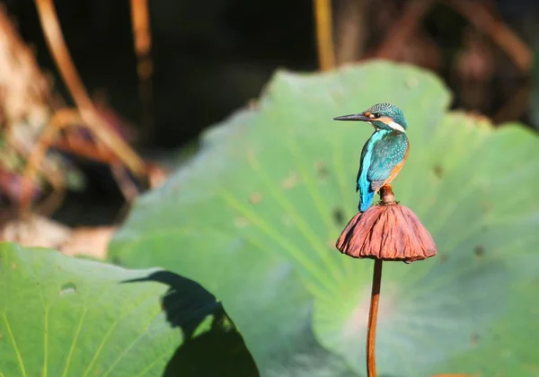 Kingfisher Syns Lotus Lotus Dammen Bengt Park Shenyang City Liaoning — Stockfoto