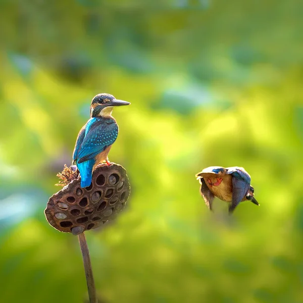 Kingfisher Seen Lotus Another Flying Next Rice Field Chongqing China — стокове фото