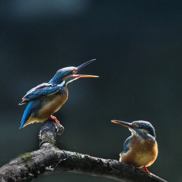 Två Kungsfiskare Ses Gren Park Chongqing China — Stockfoto