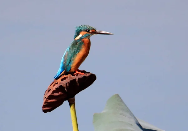 Ledňáček Vidět Lotus Jezeře Starobylé Vesnici Xidi Yixian County Chuang — Stock fotografie