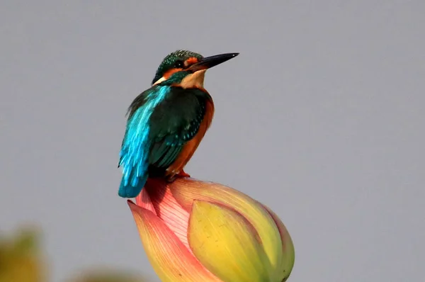 Kingfisher Syns Lotusblomma Sjön Xidi Gamla Byn Yixian County Huangshan — Stockfoto