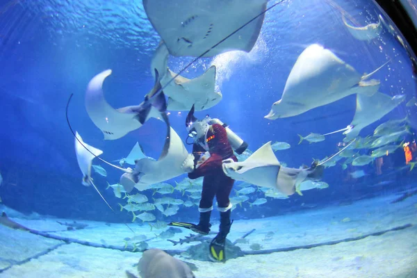 Plongeur Chinois Vêtu Costume Père Noël Interagissant Avec Des Animaux — Photo