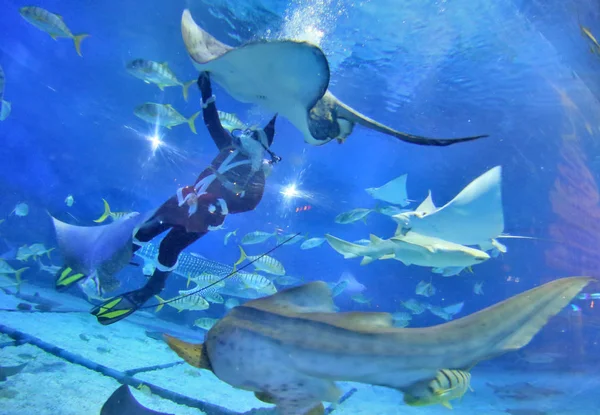 Китайский Водолаз Одетый Костюм Санта Клауса Взаимодействует Морскими Животными Воде — стоковое фото