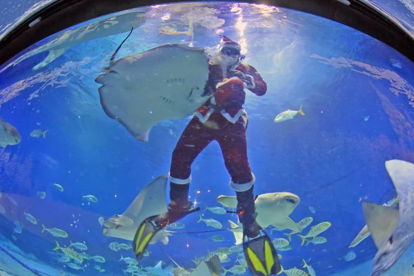 Китайский Водолаз Одетый Костюм Санта Клауса Взаимодействует Морскими Животными Воде — стоковое фото