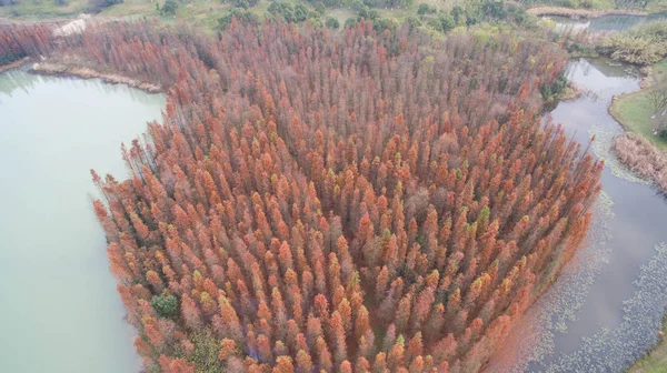 Krajobraz Lasu Redwood Dawn Aixi Lake Wetland Park Nanchang Miasta — Zdjęcie stockowe