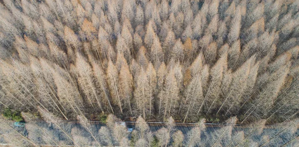 Veduta Aerea Della Foresta Sequoie Dell Alba Vicino Lago Hongze — Foto Stock