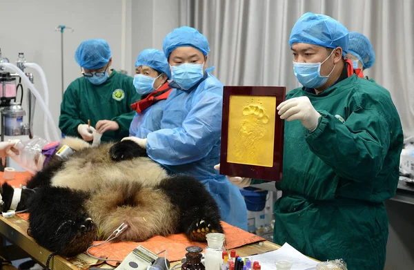 Der Gefangenschaft Gezüchtete Riesenpanda Xiaohetao Wird Vor Seiner Auswilderung Aus — Stockfoto