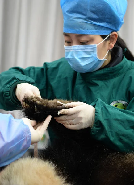 在中国西南四川省恩加瓦藏族自治州汶川县的根田镇 圈养的大熊猫小河涛接受检查后 才被放归野外 — 图库照片