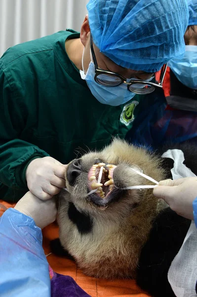 Panda Gigante Criação Cativa Xiaohetao Recebe Check Antes Ser Libertado — Fotografia de Stock