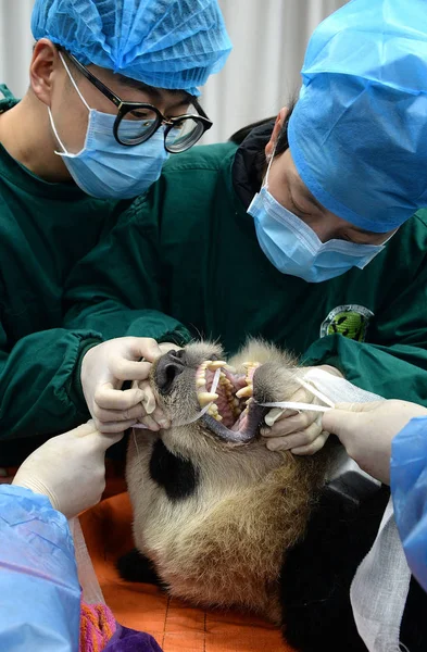 Panda Gigante Criação Cativa Xiaohetao Recebe Check Antes Ser Libertado — Fotografia de Stock