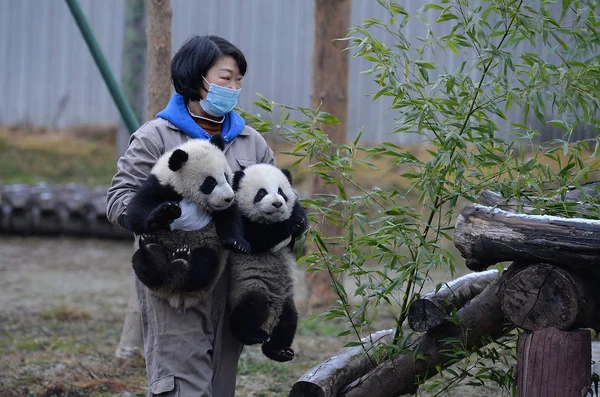 Męski Żeński Panda Bliźniaczki Mei Mei Rodziców Zarówno Niewoli Jak — Zdjęcie stockowe