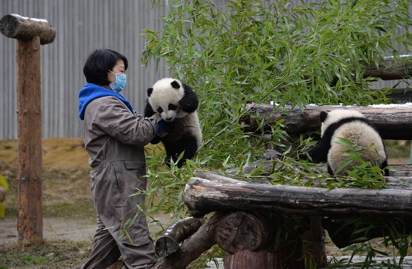 Gemelos Panda Macho Hembra Mei Mei Nacidos Padres Cautivos Salvajes — Foto de Stock