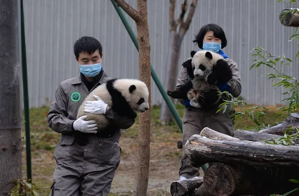 Jumeaux Panda Mâle Femelle Mei Mei Nés Parents Captifs Sauvages — Photo