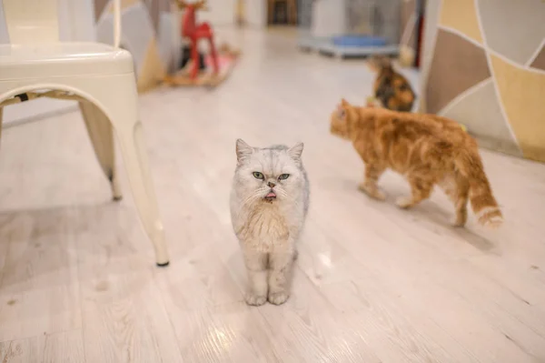 Cats Compete Job Food Sampler Pet Food Shop Beijing China — стоковое фото