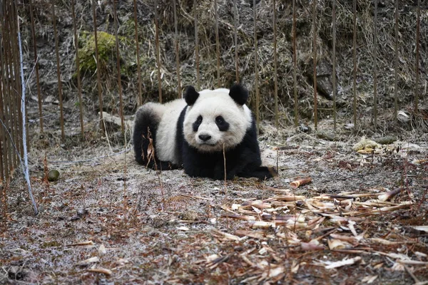 Fogságban Tenyésztették Óriás Panda Xiaohetao Képen Mielőtt Megjelent Wild Wolong — Stock Fotó