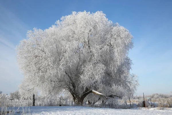 Rimfrost Täckt Träd Och Snötäckt Väg Altay Prefecture Nordvästra Kinas — Stockfoto