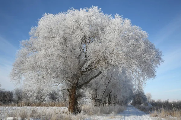 Una Vista Los Árboles Cubiertos Rimas Carretera Cubierta Nieve Prefectura — Foto de Stock