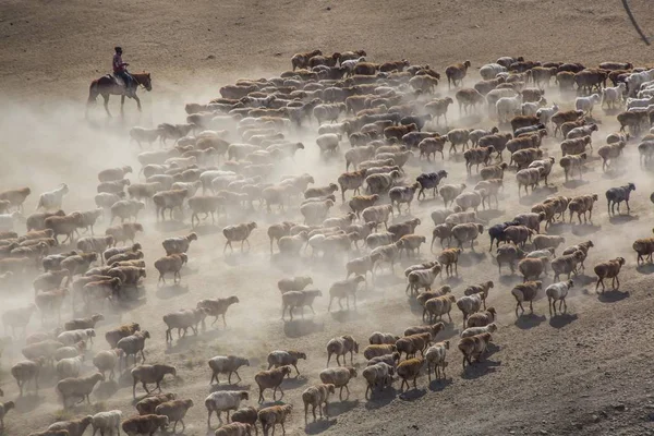 Large Herd Sheep Cattle Move Winter Pasture Seasonal Livestock Migration — Stock Photo, Image